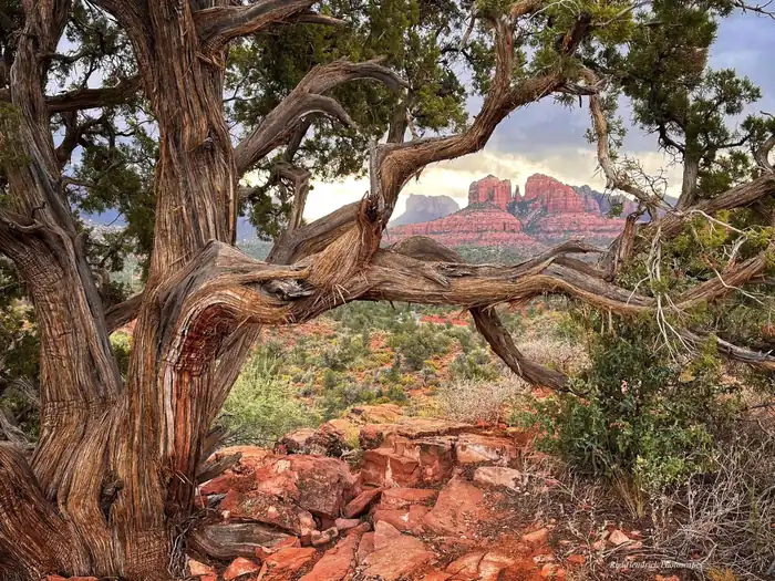 A gnarled juniper growing out of red rock in Sedona, its trunk twisting as it rises, with red canyon walls behind it